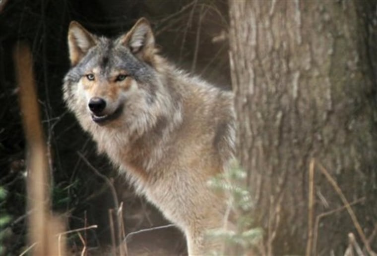 A gray wolf is seen in a wooded area near Wisconsin Dells, Wis. 
